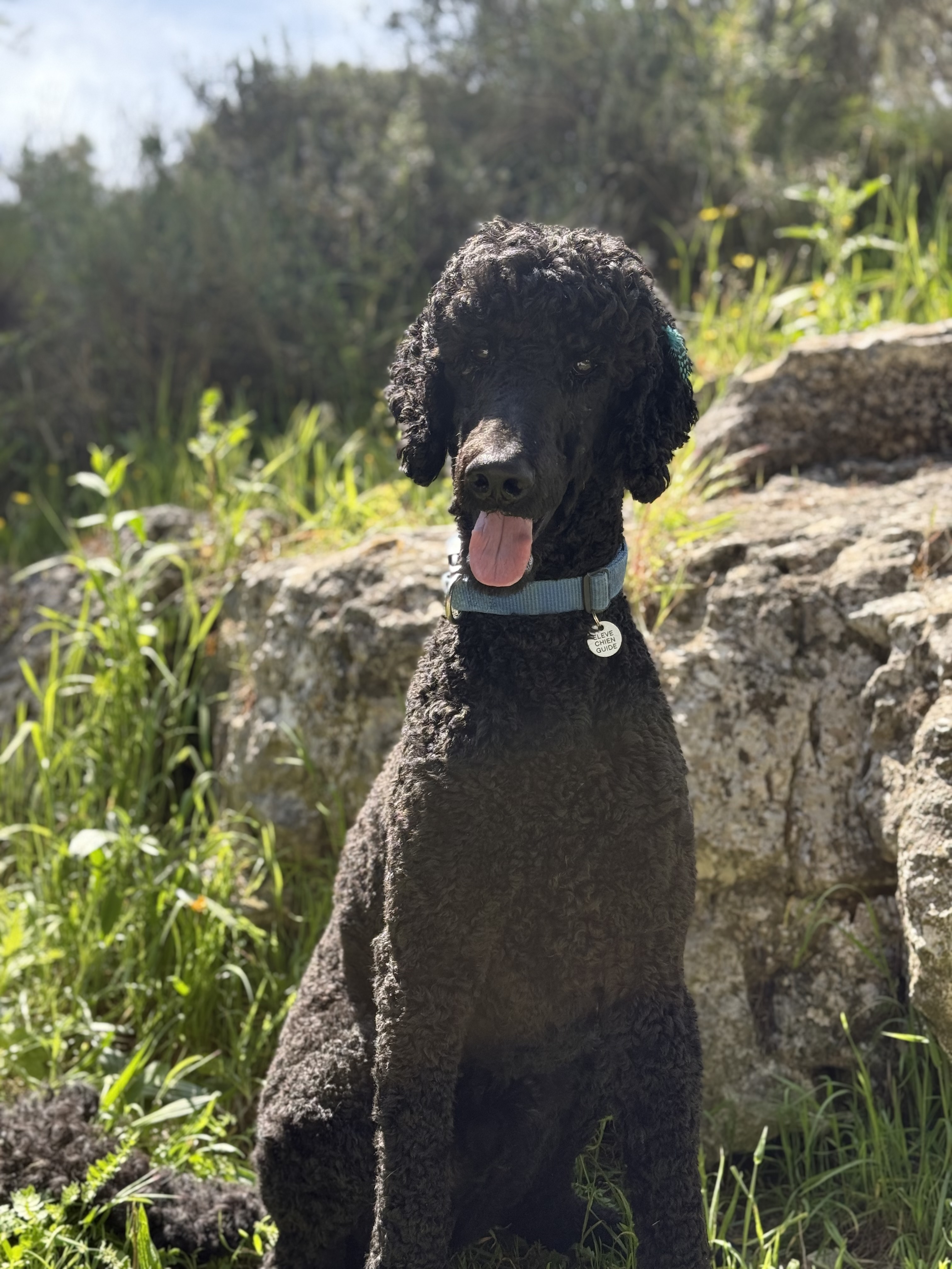 ULTIME caniche royal à l'adoption