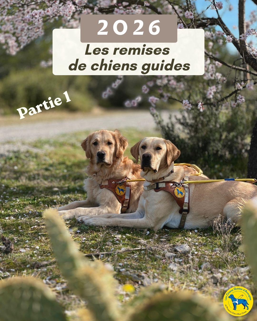 Les remises de chiens guides 2026