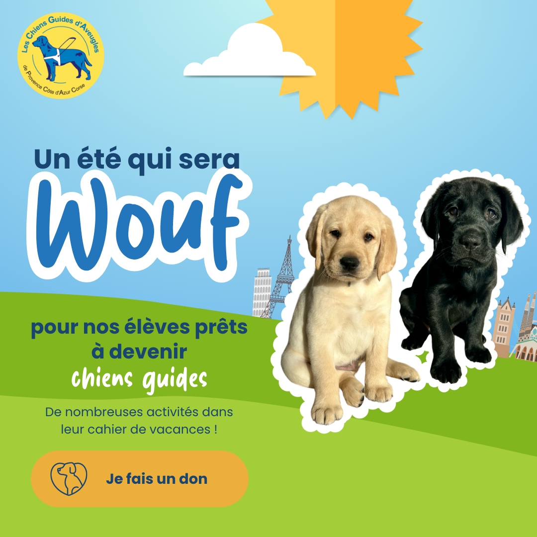 Nos élèves chiens guides préparent leur cahier de vacances !