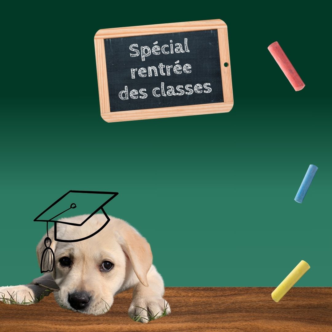 La rentrée des chiens guides