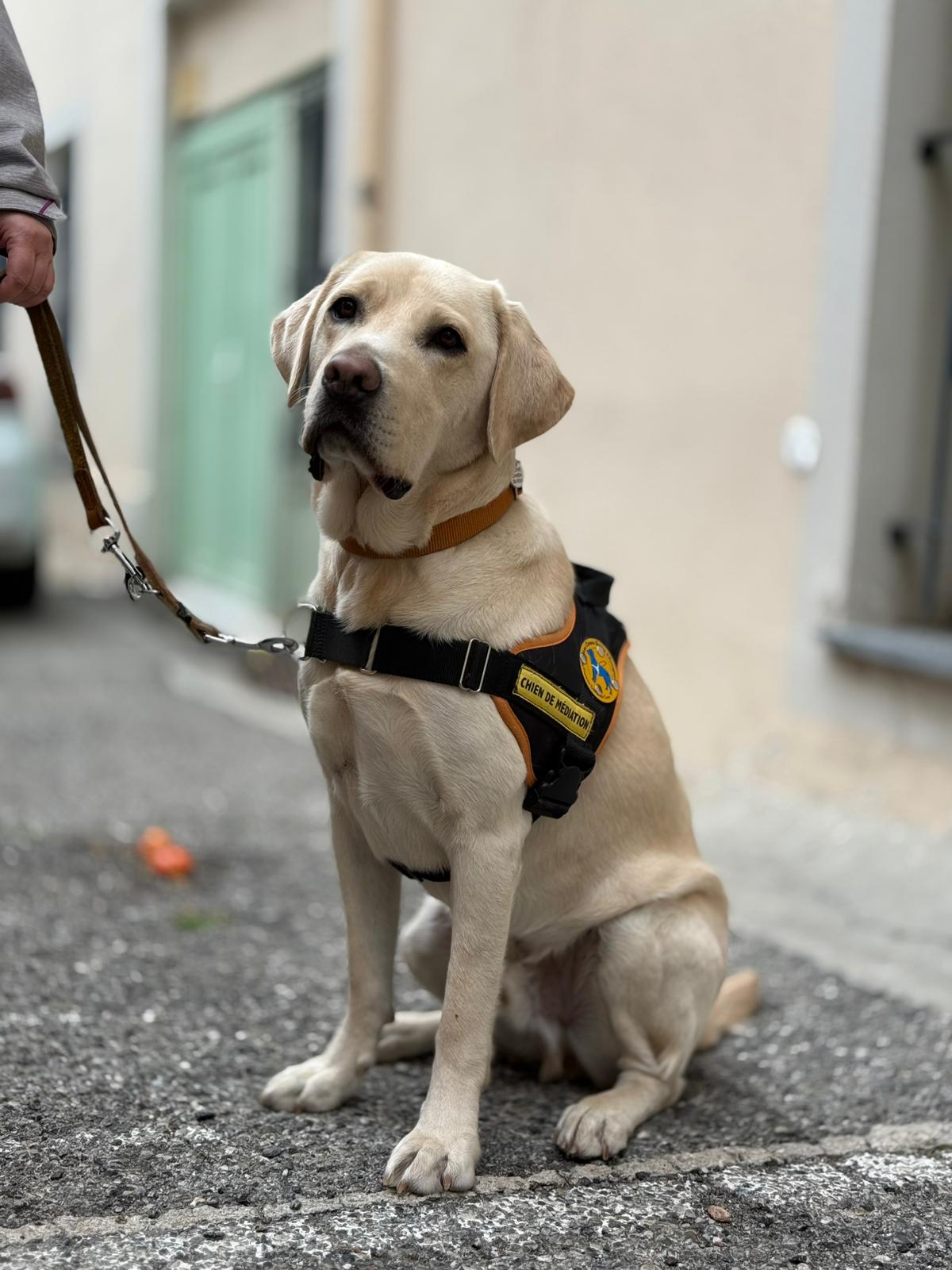 UPPY, le chien de médiation, une recrue précieuse pour le Secours Catholique